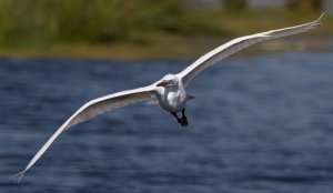 Little Egret