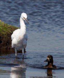 Little Egret