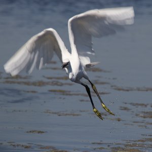 Little Egret