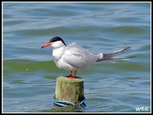 common tern