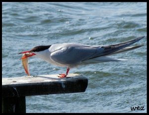 common tern