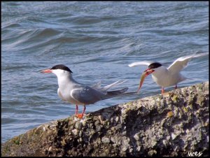 common terns