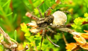 Female carrying the egg sac