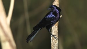 Shiny Cowbird (male)