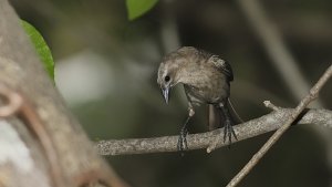 Shiny Cowbird (female)