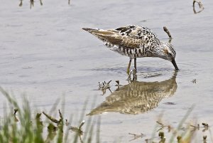 Stilt Sandpiper (breeding plumage [almost])