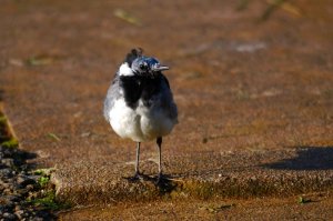 Pied Wagtail having a bad hair day