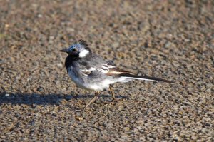 Pied Wagtail having a bad hair day