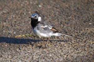 Pied Wagtail having a bad hair day