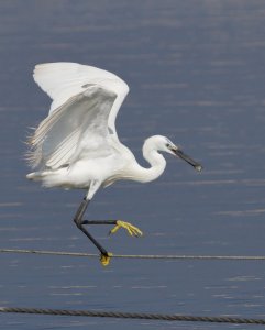 Little Egret