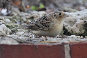 Grasshopper Sparrow, Northern