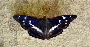 purple emperor