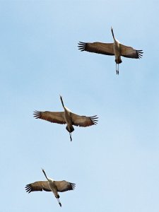 Common Cranes Rising
