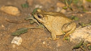 Red-spotted Toad