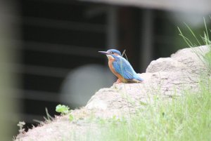 Kingfisher