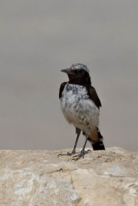 Mourning Wheatear?