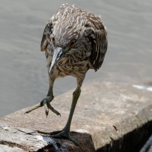 Black-crowned Night-heron