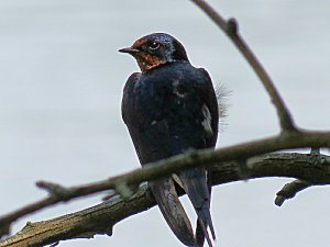 Barn Swallow