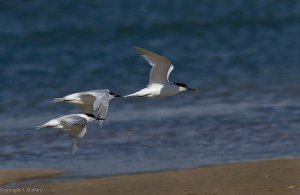 Sandwich terns in flight