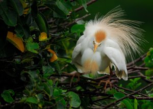 Cattle Egret