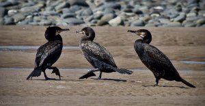 Cormorant's excuse me