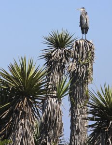 Great Blue Heron