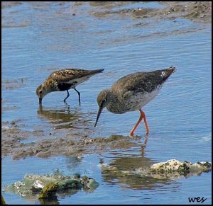 redshank and dunlin