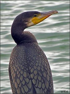 cormorant