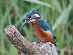 Kingfisher