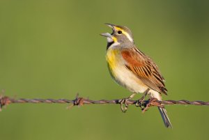 Dickcissel