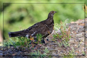 Dusky Grouse (M)