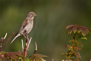 Linnet - female