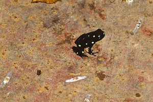 Polkadot Poison Dart Frog
