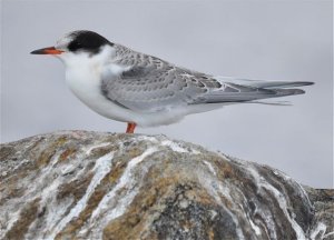 Arctic Tern; Fresh Juvenile
