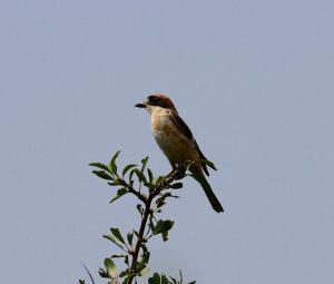 Woodchat shrike