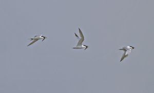 Sandwich Tern flight sequence