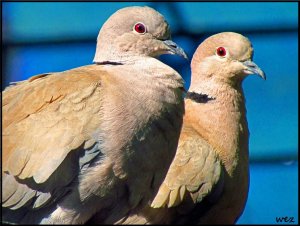 collard doves