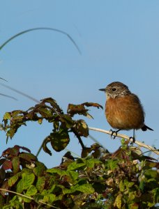 Stonechat -juvenile