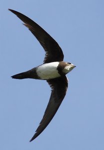 ALPINE SWIFT