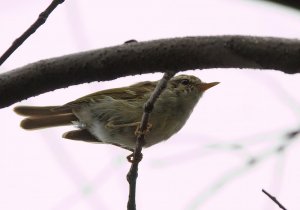 Phylloscopus trochiloides