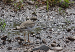 Charadrius dubius