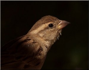 just a sparrow
