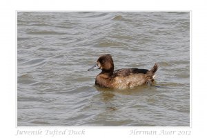 Juvenile Tufted Duck