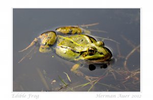 Edible Frog