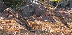 Bush Stone Curlews