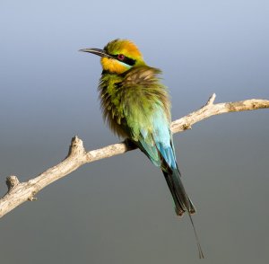 Rainbow bee-eater