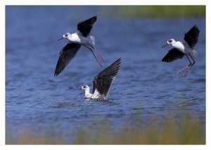 Black-winged Stilt