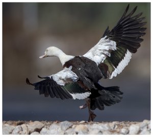 Radja Shelduck