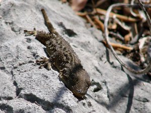 Moorish Gecko