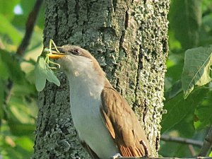 Yellow-billed Cuckoo